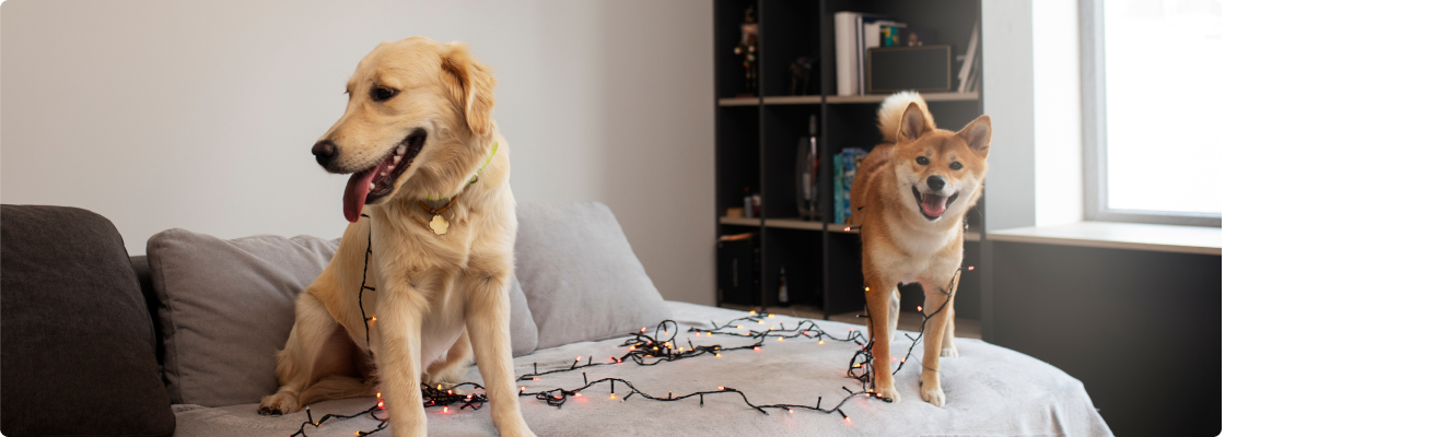 Gün batımında dağ manzarasına karşı yan yana oturan bir adam ve küçük beyaz evcil köpeği.