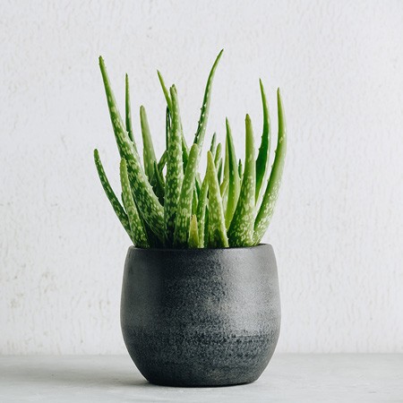 Aloe Vera Bakm Nasl Yaplr?