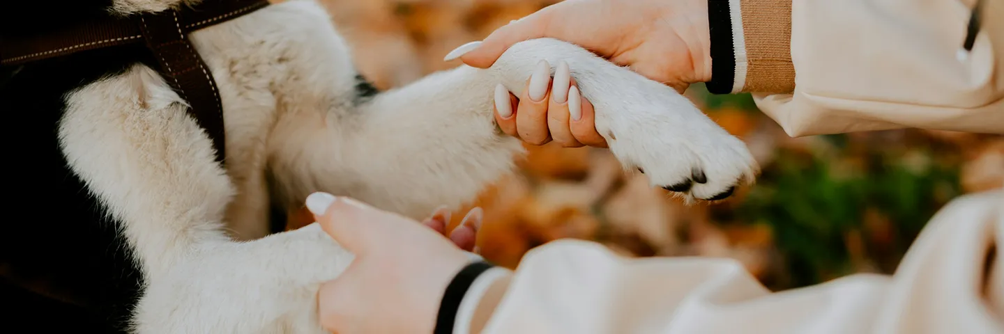 Allianz Türkiye evcil hayvan sigortası ile köpeğinizin sağlığı güvence altında.