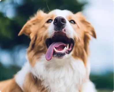 Allianz evcil hayvan sigortası ile güvence altına alınmış mutlu kahverengi beyaz köpek.