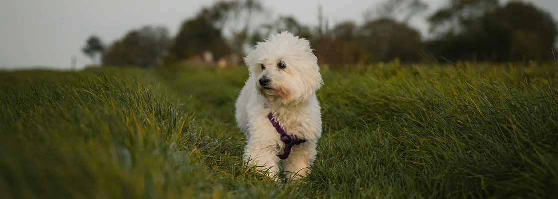 Yeşil çimenlerde dolaşan, evcil hayvan sigortası güvencesindeki sevimli beyaz köpek.