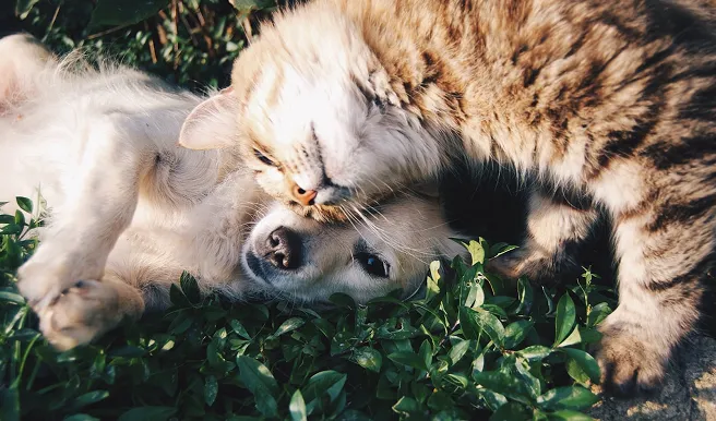 Çimlerde birlikte yatan sevimli kedi ve köpek.