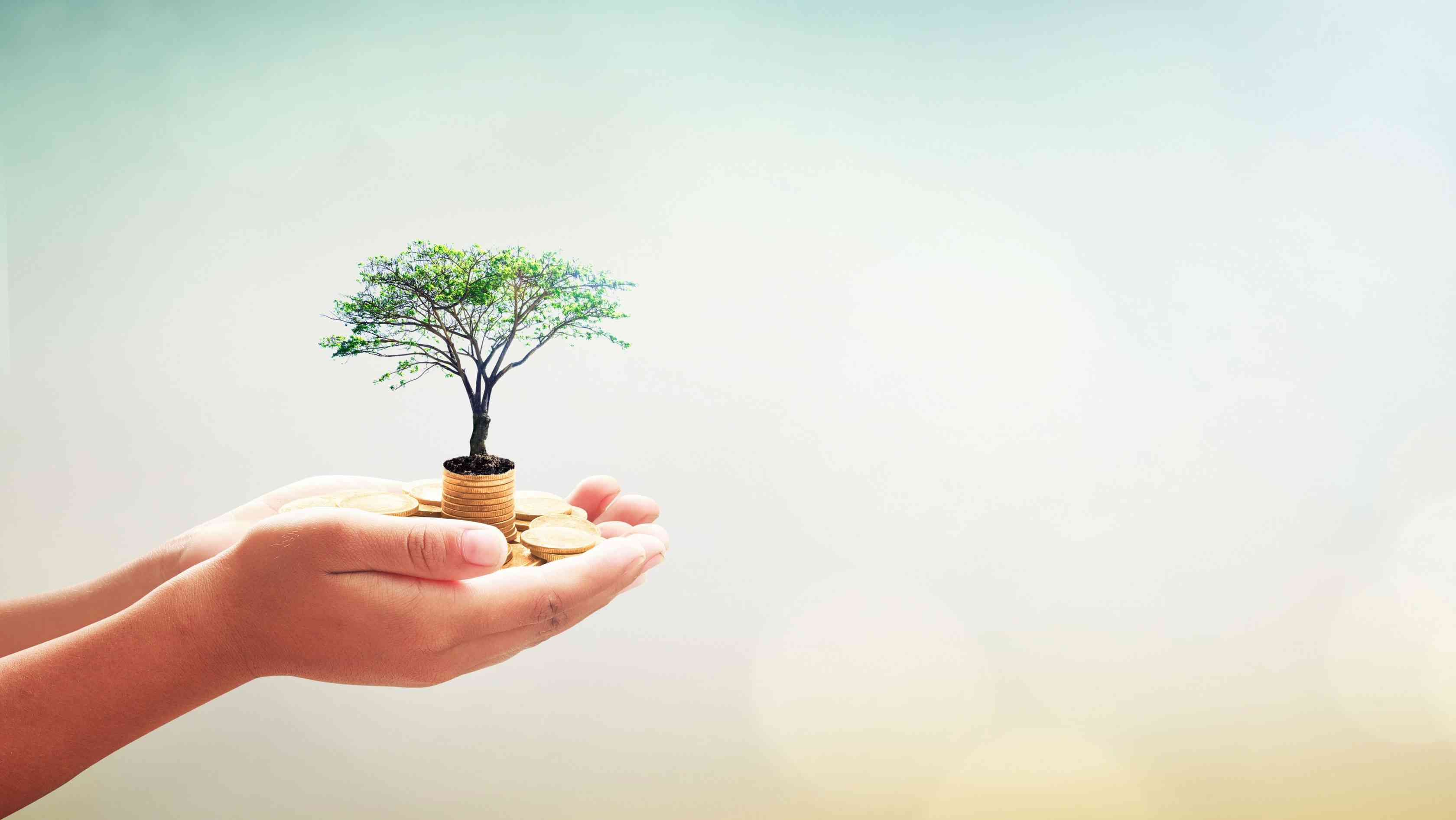 Bir çift elin avucunda altın paraların üzerinde büyüyen yeşil bir ağaç. Finansal büyüme, yatırım ve gelecek güvencesi.