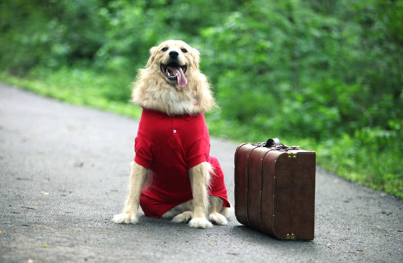 Evcil hayvan pasaportu 