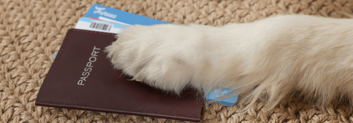 Kedi ve Köpek Pasaportu Nasıl Çıkarılır