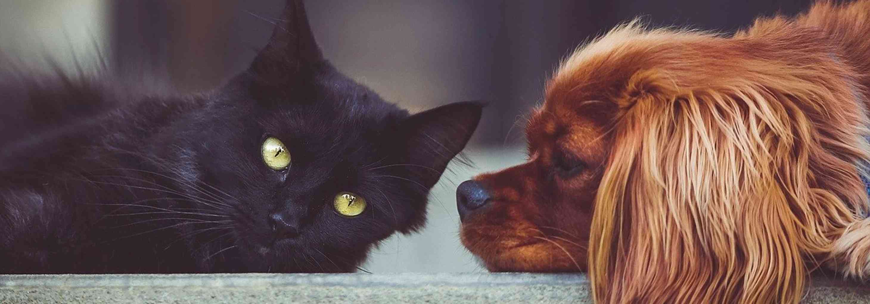 Siyah bir kedi ile kahverengi tüylü bir köpeğin yan yana uzandığı, birbirlerine baktığı samimi bir dostluk anı.