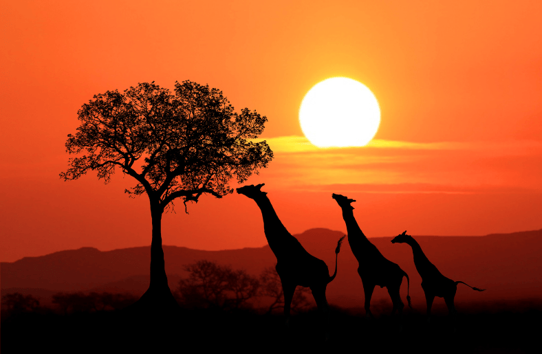 güney afrika vizesi