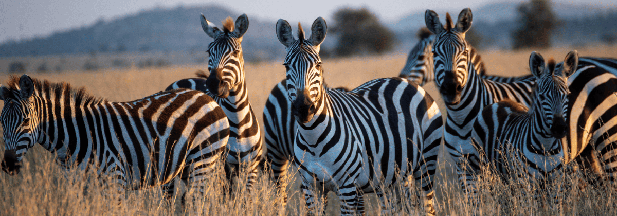 tanzanya vize rehberi