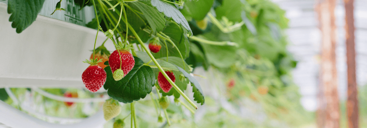 topraksız tarım rehberi