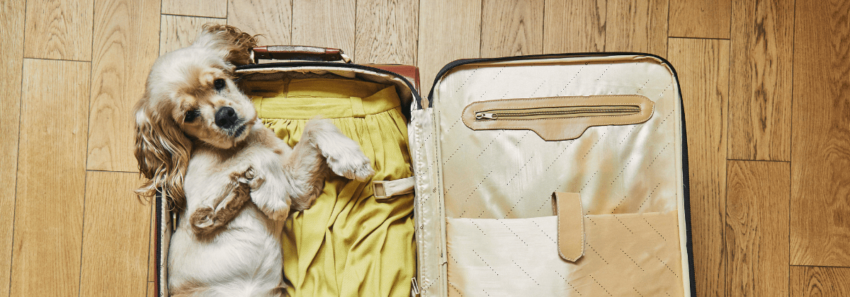 yurt dışına evcil hayvan nasıl taşınır